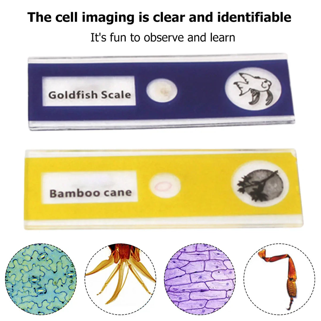 Stornfield | Portable HD Optical Adventure Microscope