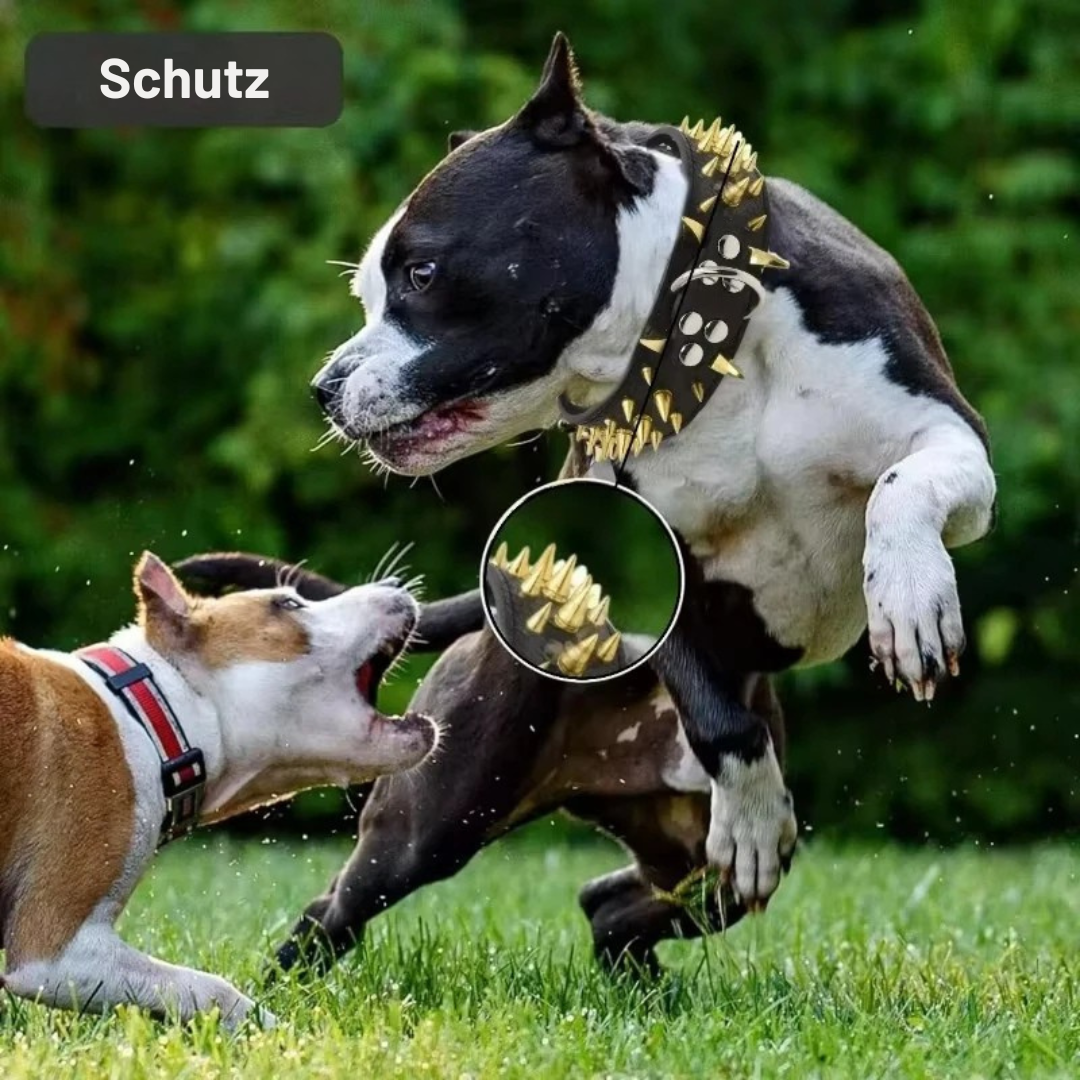 Stornfield Studded Dog Collar for Large Dogs