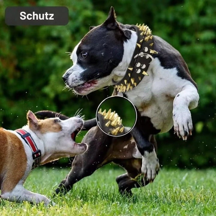 Stornfield Studded Dog Collar for Large Dogs