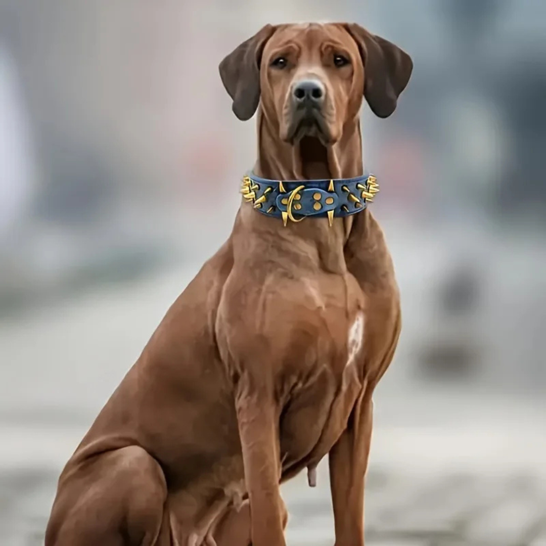 Stornfield Studded Dog Collar for Large Dogs