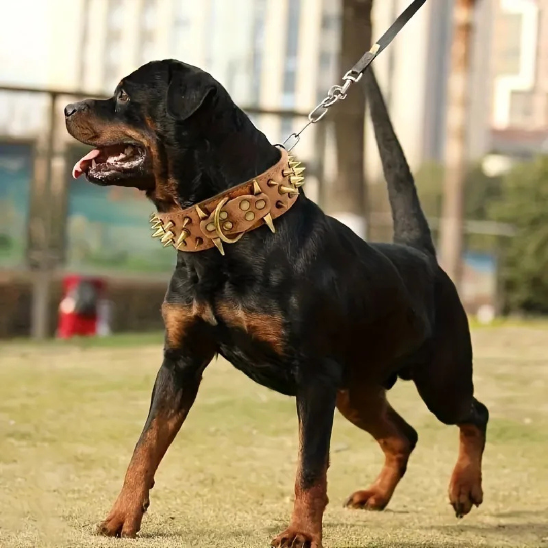 Stornfield Studded Dog Collar for Large Dogs