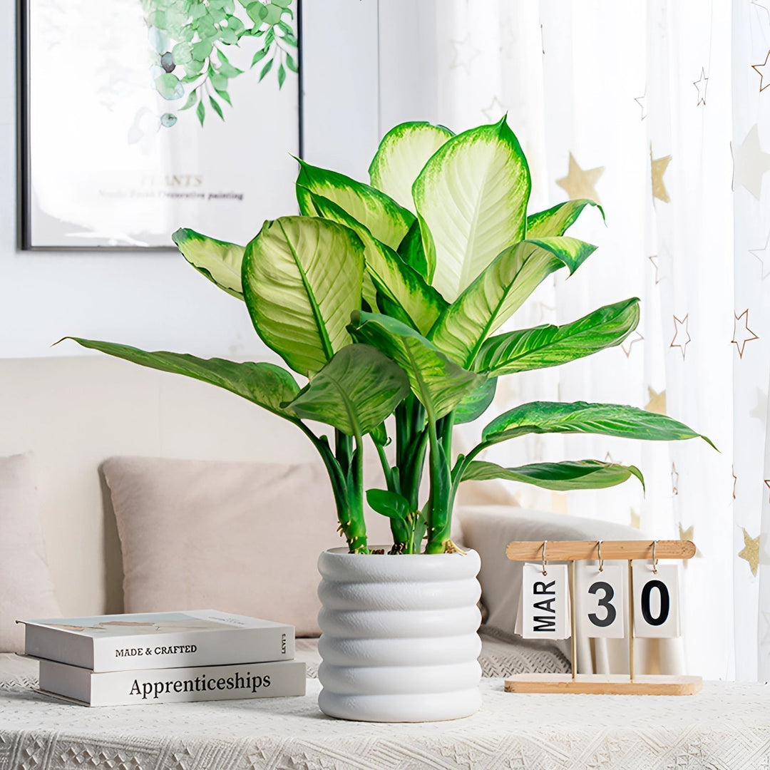 Stornfield | PureLeaf – Elegant Air-Purifying Houseplant for a Fresh and Stylish Ambiance
