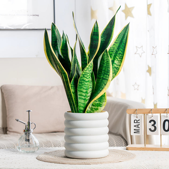 Stornfield | PureLeaf – Elegant Air-Purifying Houseplant for a Fresh and Stylish Ambiance