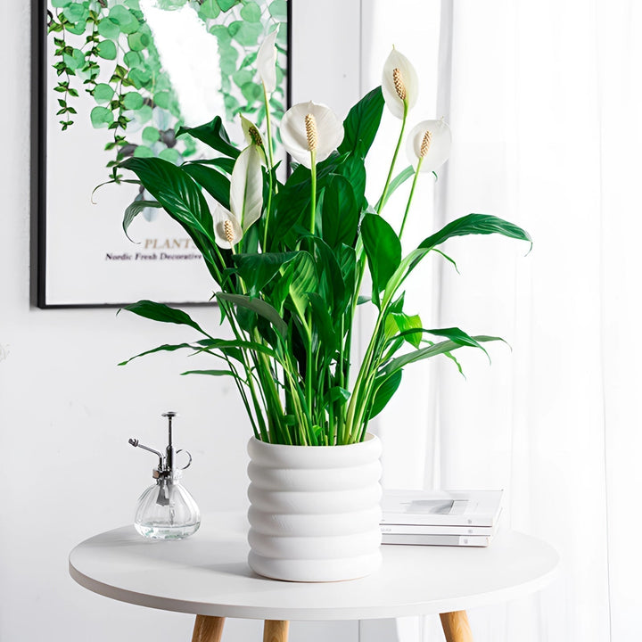 Stornfield | PureLeaf – Elegant Air-Purifying Houseplant for a Fresh and Stylish Ambiance