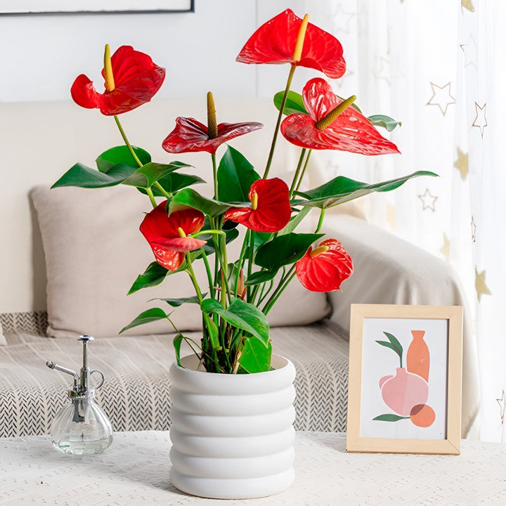Stornfield | PureLeaf – Elegant Air-Purifying Houseplant for a Fresh and Stylish Ambiance