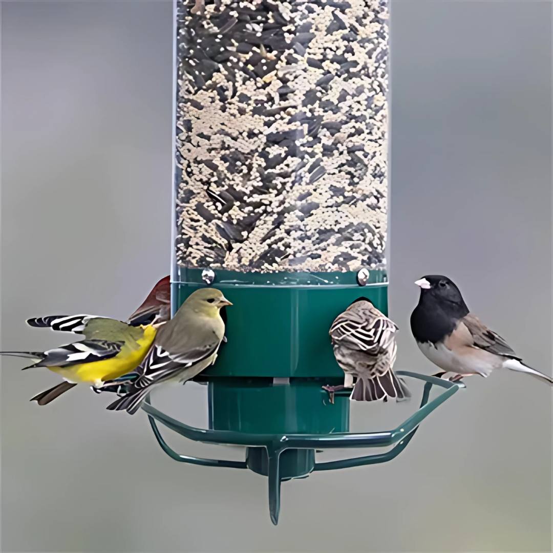 Stornfield | Bird Feeder | Squirrel-Proof Hanging Seed Feeder Outdoor