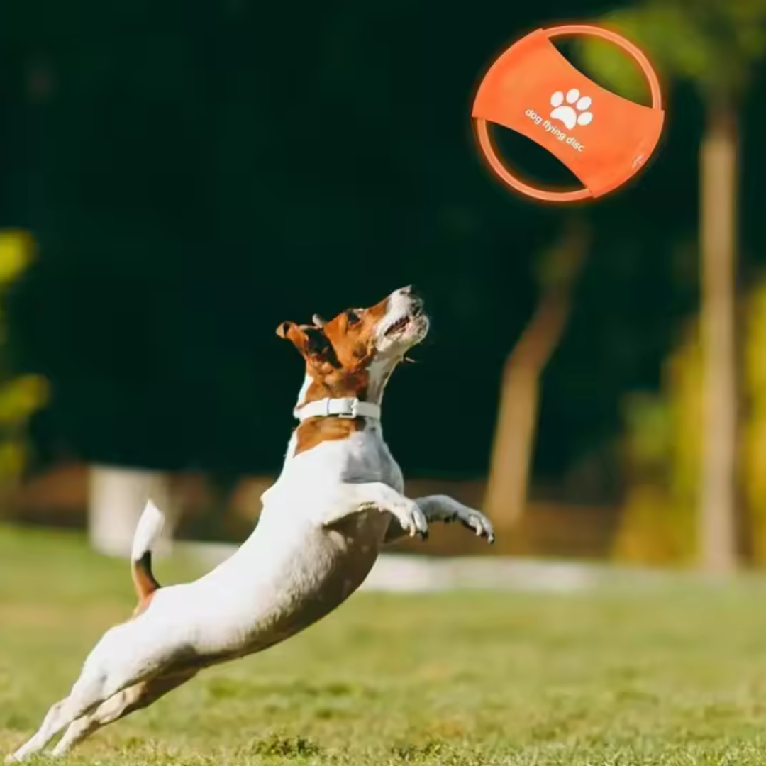LED Frisbee for dogs, rechargeable and waterproof, Stornfield