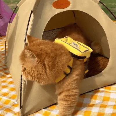Cooling Cat Tent - CoolCat Retreat | Stornfield