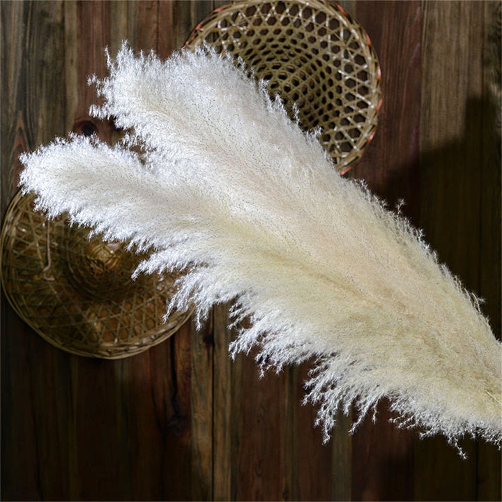 Stornfield | FeatherFawn - Dried Pampas Flowers