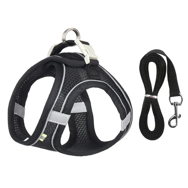 Stornfield Venture Dish & Leash