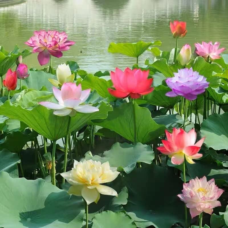 LotusWaters – Bonsai Water Garden Seeds for Pond and Balcony | Stornfield