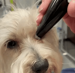 Hair clipper for stress-free grooming | Stornfield