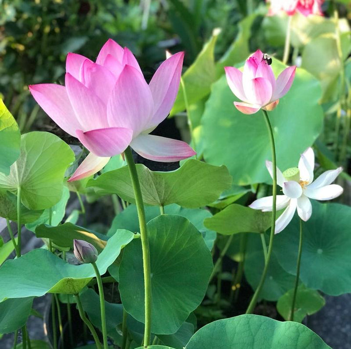 LotusWaters – Bonsai Water Garden Seeds for Pond and Balcony | Stornfield