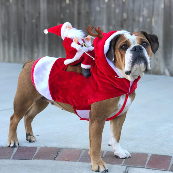 Dog Santa Claus Costume | Stornfield