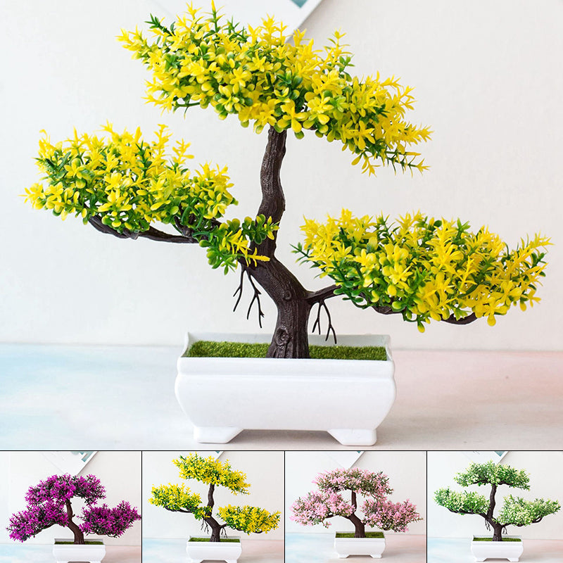 Stornfield | Bonsai Plant