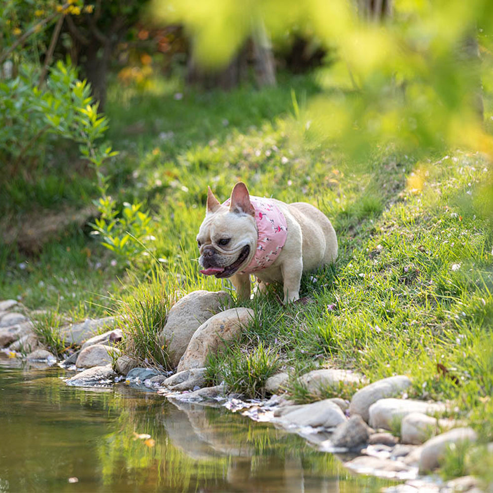 Frenchie Summer Cooling Scarf Anti-Heatstroke | Stornfield