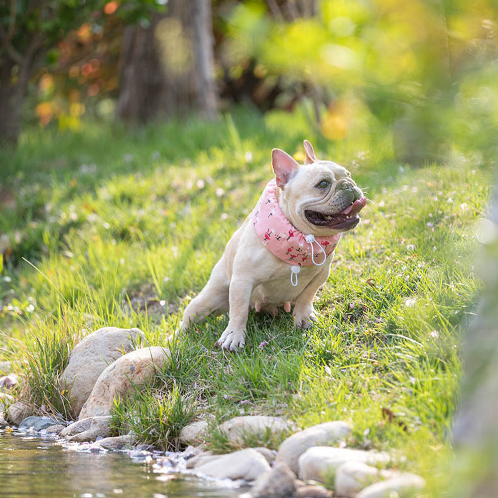 Frenchie Summer Cooling Scarf Anti-Heatstroke | Stornfield