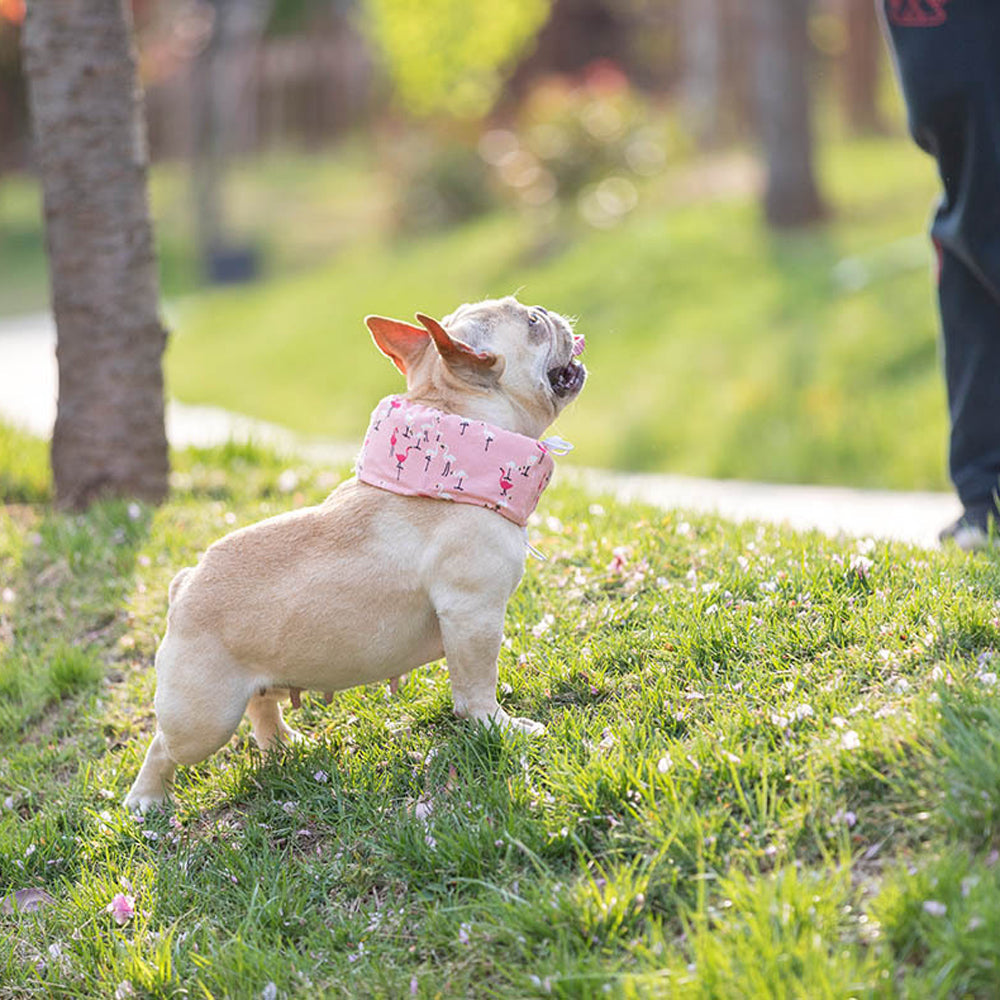 Frenchie Summer Cooling Scarf Anti-Heatstroke | Stornfield