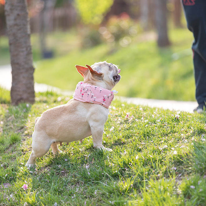 Frenchie Summer Cooling Scarf Anti-Heatstroke | Stornfield