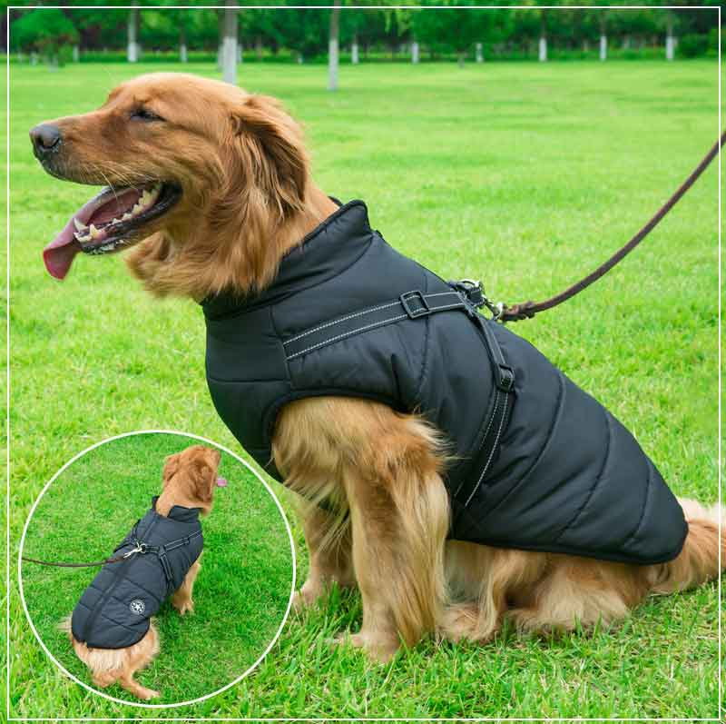 Winter Dog Jacket with Harness | Stornfield