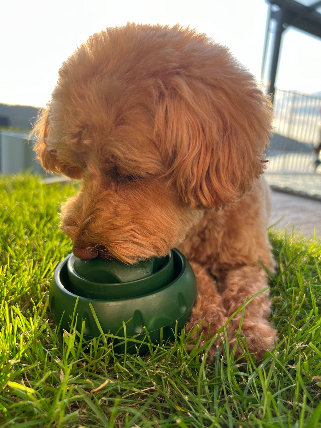 Treat-Licking Ball for Dogs | Durable, Reusable, Summer Fun | Stornfield