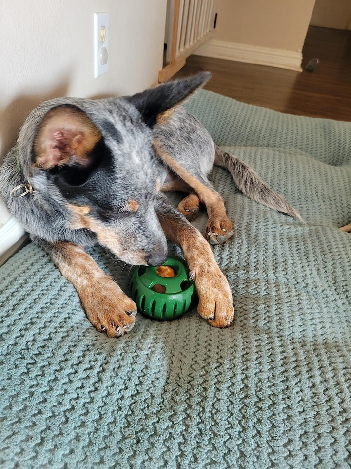 Treat-Licking Ball for Dogs | Durable, Reusable, Summer Fun | Stornfield
