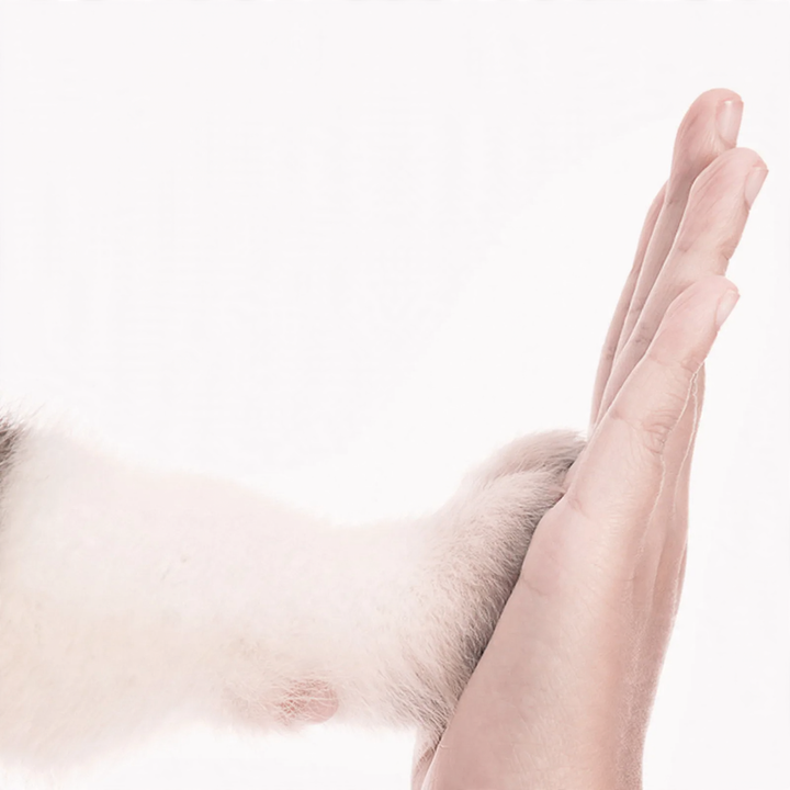 Absorbent hygiene pads for pets