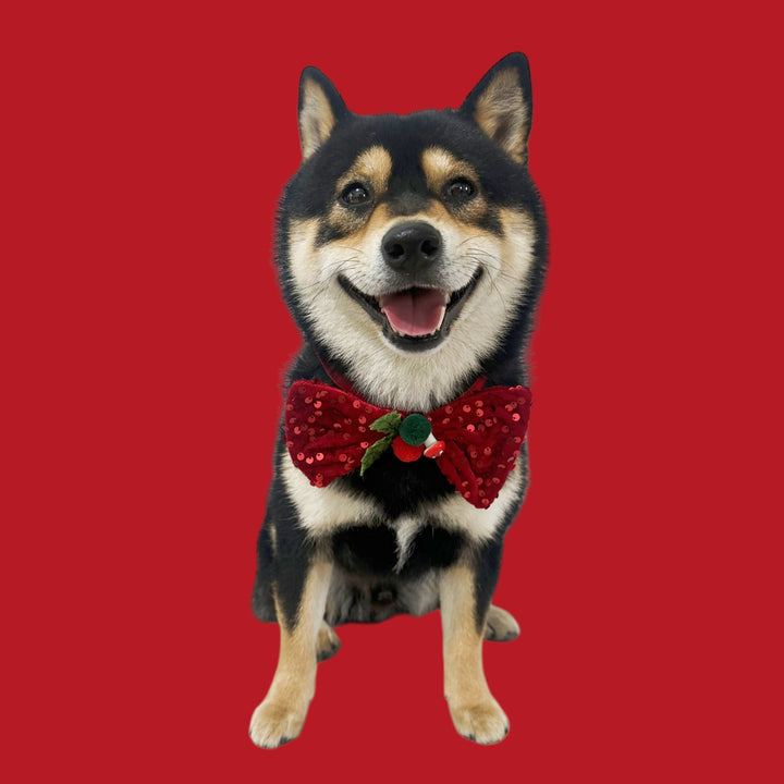 Christmas decorations for cats and dogs