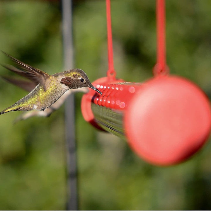 Bob's Best Hummingbird Feeder | Stornfield