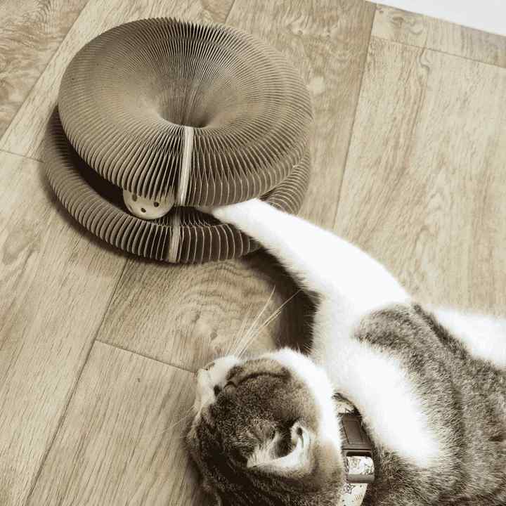 Cat toy | Stornfield
