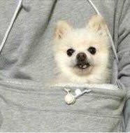 The Doggie Kangaroo Hoodie | Stornfield