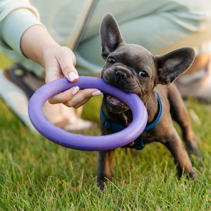 Dog Anti-Bite Training Ring ø9 cm made of Rubber - assorted colors | Stornfield