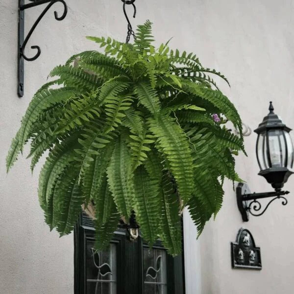 Stornfield | UV Resistant Lifelike Artificial Boston Fern