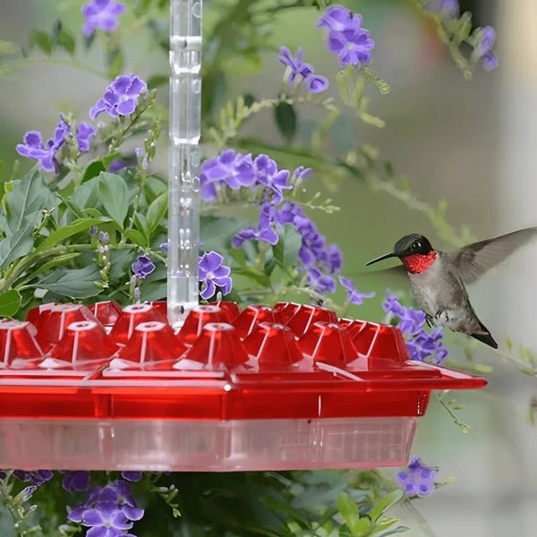 Stornfield | Hummingbird Feeder With Built-In Ant Moat
