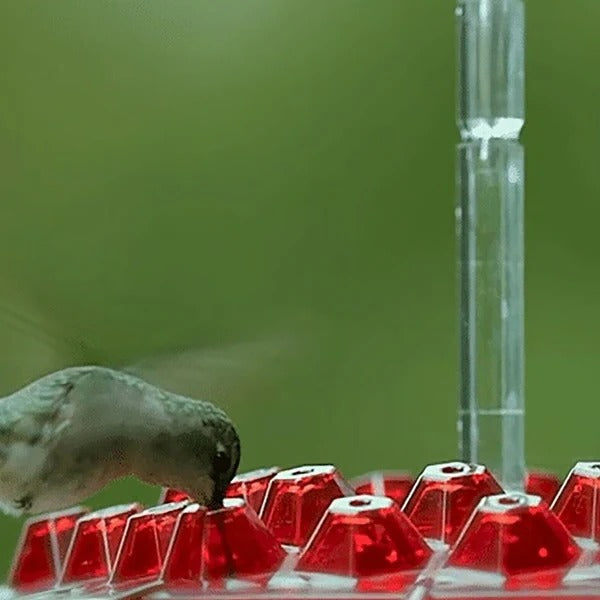 Stornfield | Hummingbird Feeder With Built-In Ant Moat