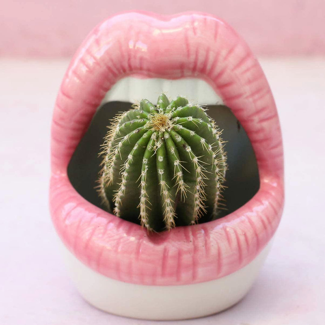 Stornfield | Lips Planters