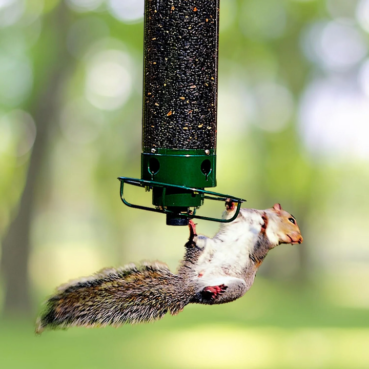 Stornfield | Bird Feeder | Squirrel-Proof Hanging Seed Feeder Outdoor