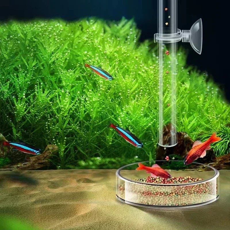 Acrylic Aquarium Feeder Tube Dish Transparent Fish Tank Shrimp Snail Shrimp Food Feeder Bowl Aquarium Feeding Accessories | Stornfield