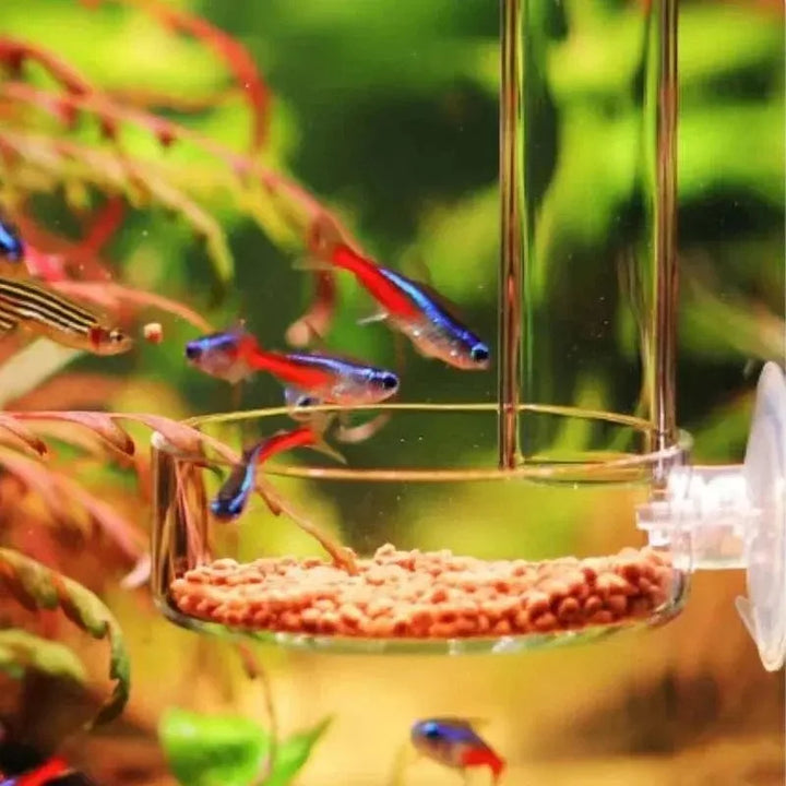 Thickened Glass Aquarium Feeder Tube Dish Transparent Fish Tank Shrimp Snail Food Feeder Bowl Aquarium Fish Feeding Accessories | Stornfield