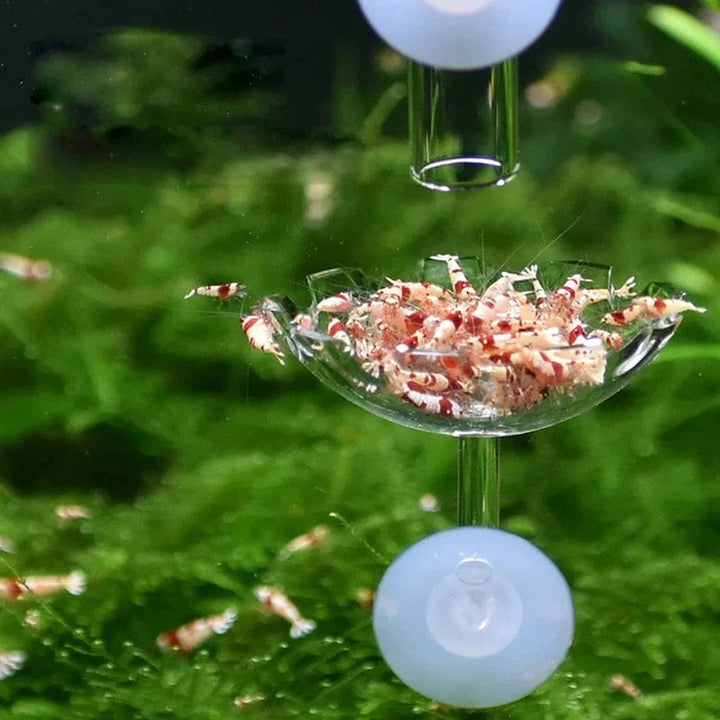Shrimp Feeder Dish Shrimp Feed Dish Aquarium Fish Tank Shrimp Food Bowl Feeding Clear Glass Feeding Tube Dish Suction Accessory | Stornfield