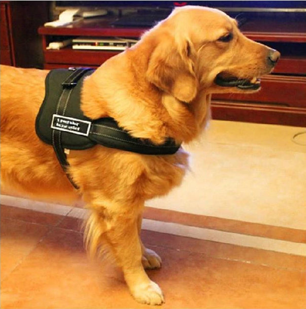 Dog walking harness | Stornfield