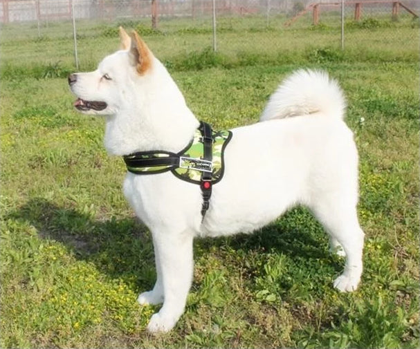 Dog Walking Harness | Stornfield
