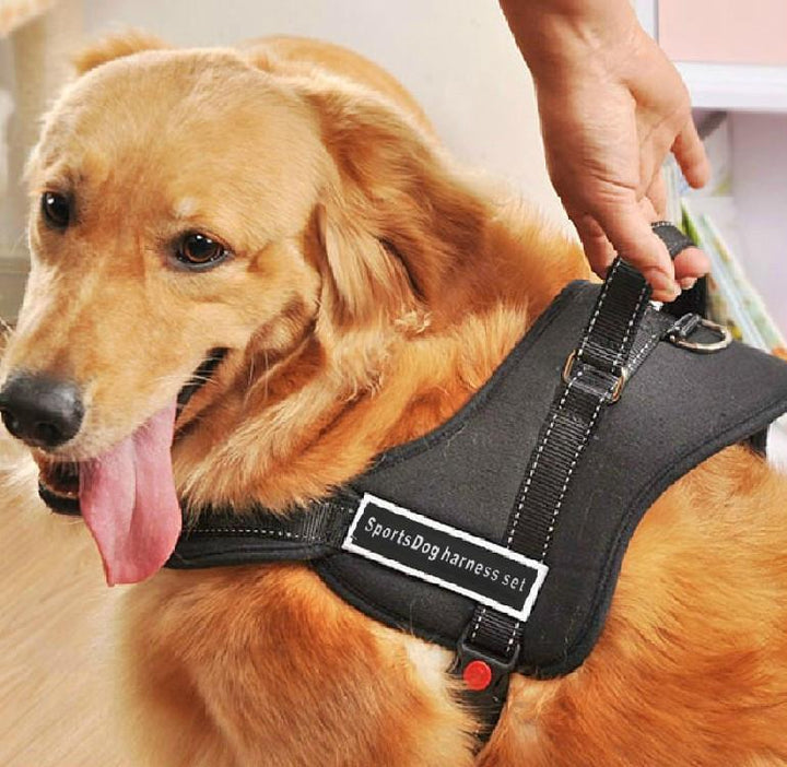 Dog Walking Harness | Stornfield