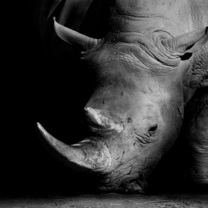 Stornfield | Wild Animals Africa Wildlife Black White - Canvas Wall Decor Painting