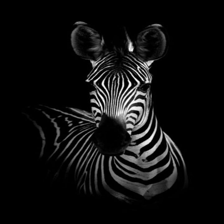 Stornfield | Wild Animals Africa Wildlife Black White - Canvas Wall Decor Painting