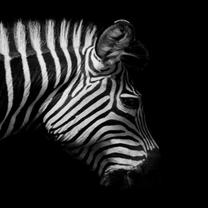 Stornfield | Wild Animals Africa Wildlife Black White - Canvas Wall Decor Painting