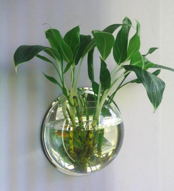 Wall Mounted Transparent Fish Tank Flower Vase | Stornfield