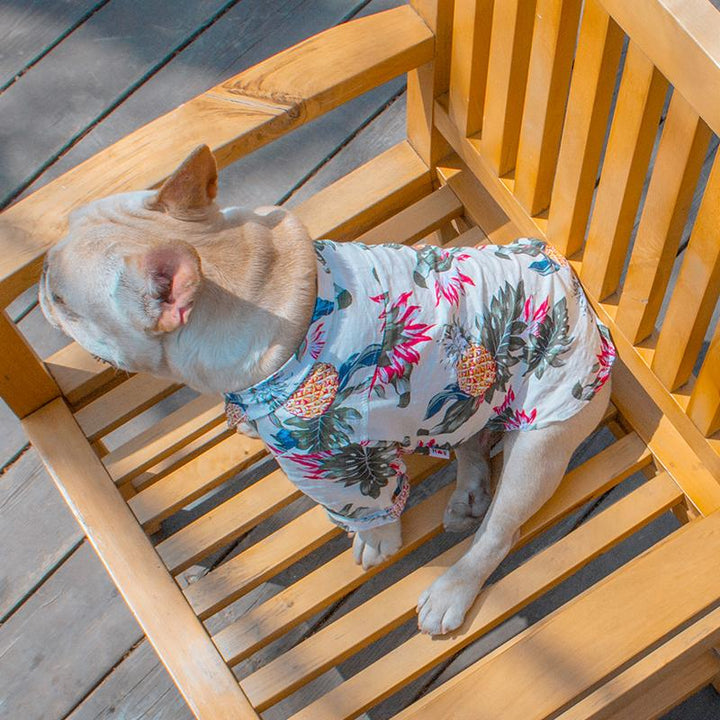 Frenchie  Summer Shirt | Stornfield