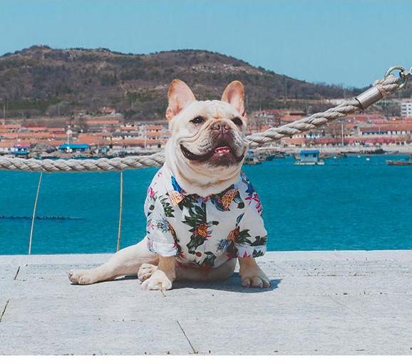 Frenchie  Summer Shirt | Stornfield