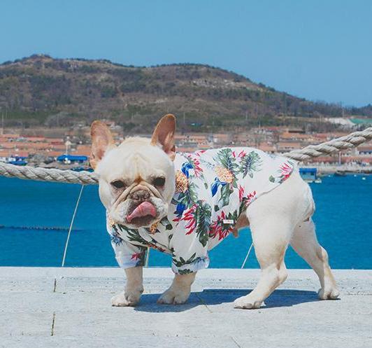 Frenchie  Summer Shirt | Stornfield